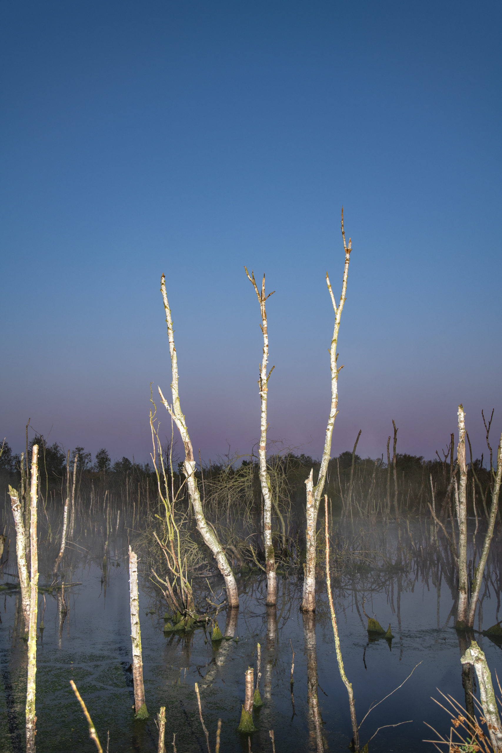 INTO NATURE heleen haijtema